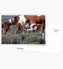 Wild Pinto Foal, Red Desert, Wyoming Postkarten