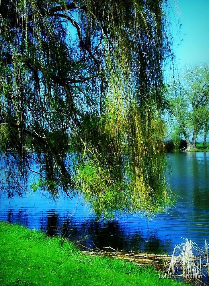 "Beautiful weeping willow tree © " by Dawn Becker Redbubble