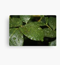 Leaf Macro Canvas Print