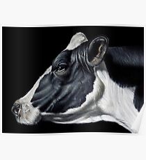 Holstein Friesian Dairy Cow Portrait Poster