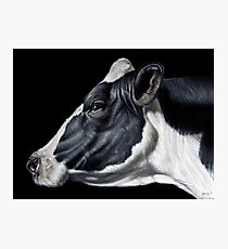 Holstein Friesian Dairy Cow Portrait Fotodruck