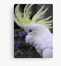 Sulphur Crested Cockatoo - Science Park, South Australia Metal Print