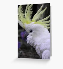 Sulphur Crested Cockatoo - Science Park, South Australia Greeting Card