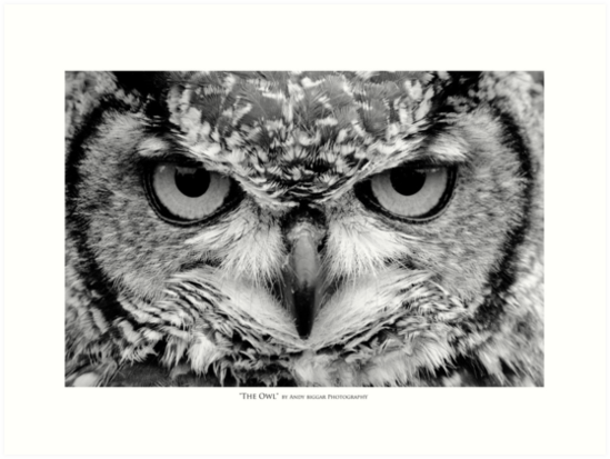 The Owl Black And White Portrait Art Print By Andybiggar