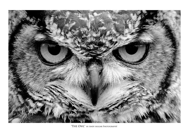 The Owl Black And White Portrait Art Print