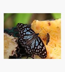 Blue butterfly Photographic Print