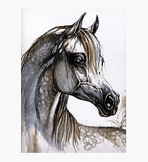the grey arabian horse portrait Photographic Print