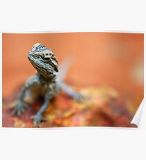 Bearded Dragon Poster