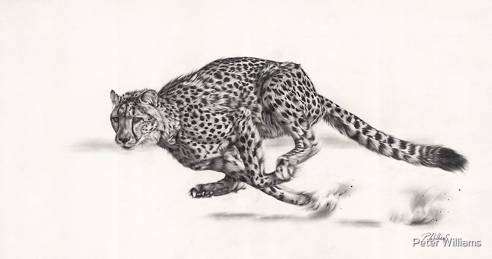 Cheetah. Hell For Leather pencil drawing