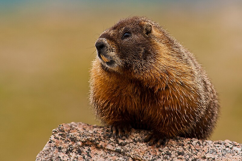 ""Them are Whistle Pigs!"" by Jay Ryser Redbubble