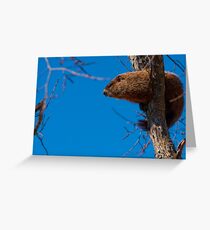 Groundhog up a Tree Greeting Card