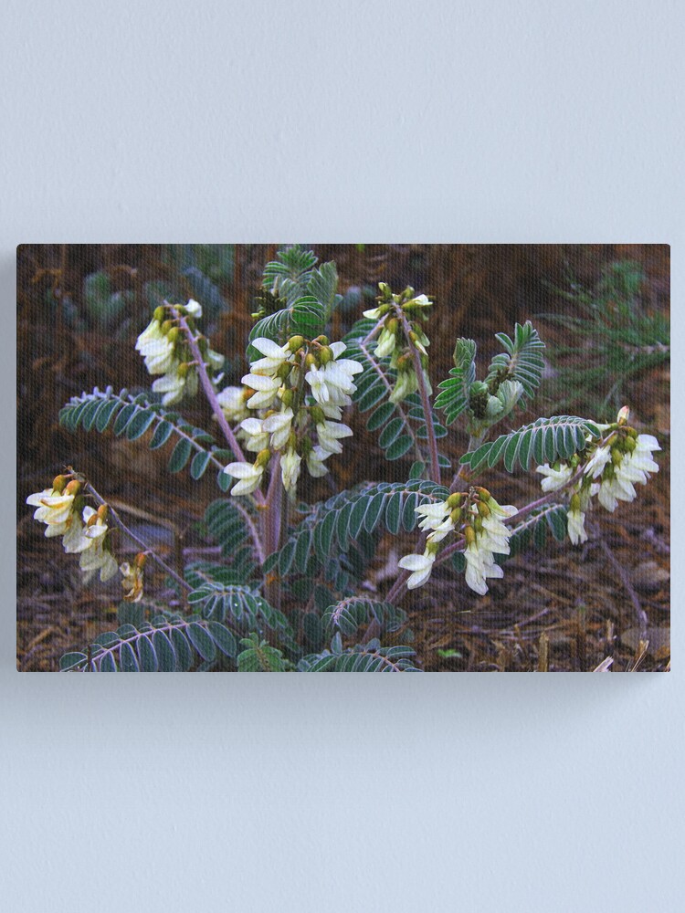 Alternate view of Astragalus lusitanicus Canvas Print