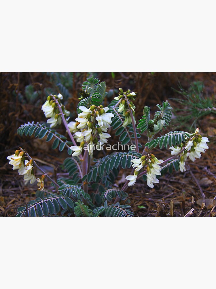 Astragalus lusitanicus by andrachne