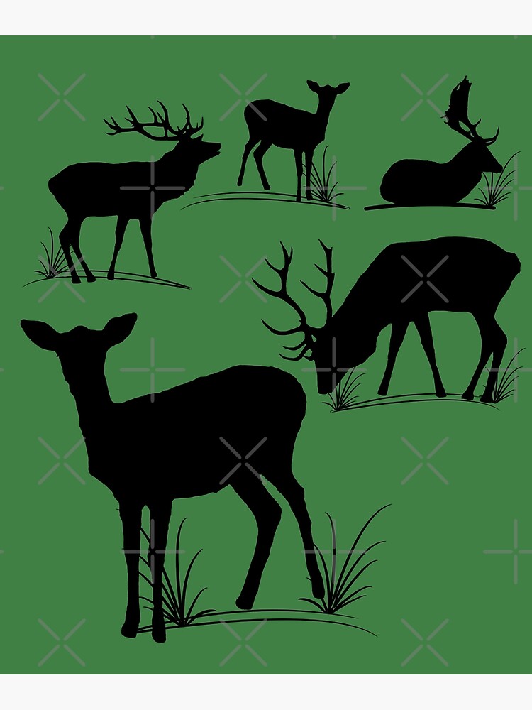 Hirsch, Reh, Rotwild, Damwild, Tiere, Hirsche, Rehbock, Jagd, Geweih von rhnaturestyles
