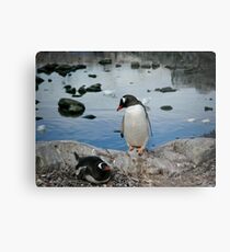 Penguins Metal Print
