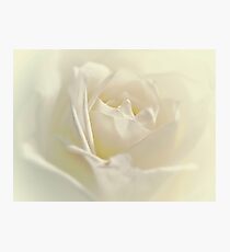 Soft White Rose Photographic Print