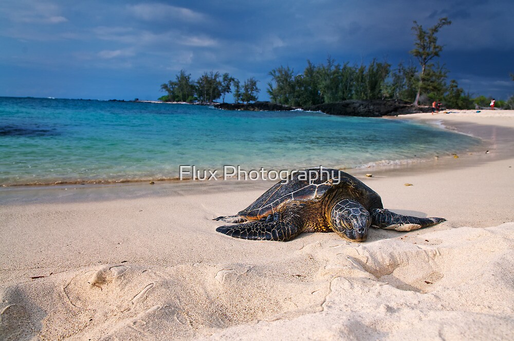 "Turtle Sleeping on Beach" by Flux Photography | Redbubble