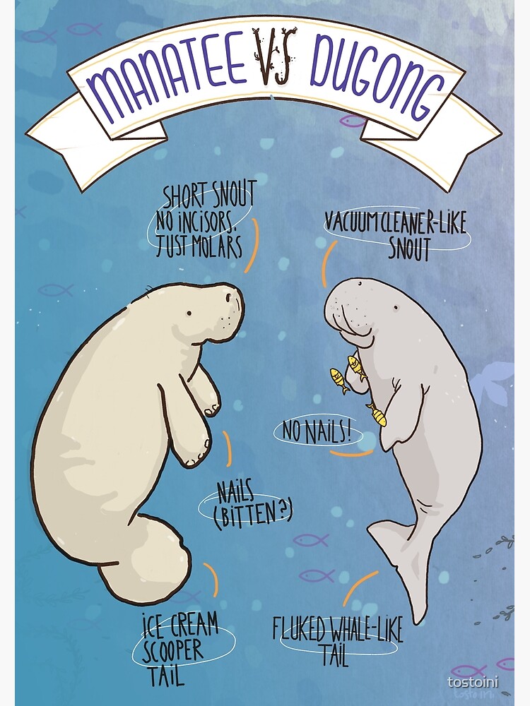 Dugong Vs Manatee Vs Sea Cow