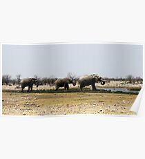 Etosha Elephants Poster