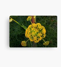 Ferula communis Canvas Print