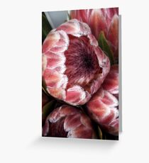 Proteas Greeting Card