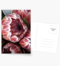 Proteas Postcards