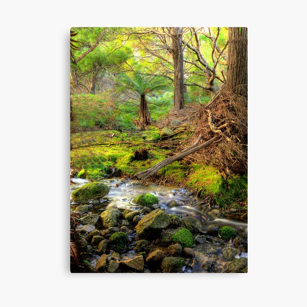 Mountain Stream - Flinders Island Canvas Print