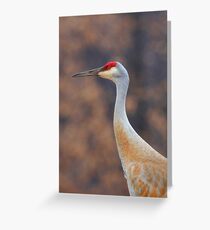 Sandhill Crane Portrait Greeting Card