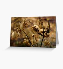 Dry warm flower Greeting Card