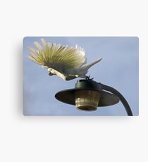 Show off! Metal Print