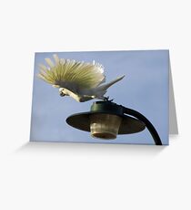 Show off! Greeting Card