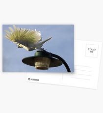 Show off! Postcards