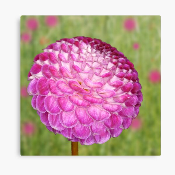Dahlia Canvas Print