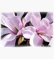 March Magnolias Poster