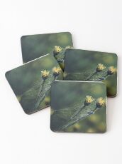 Entwined Together Coasters