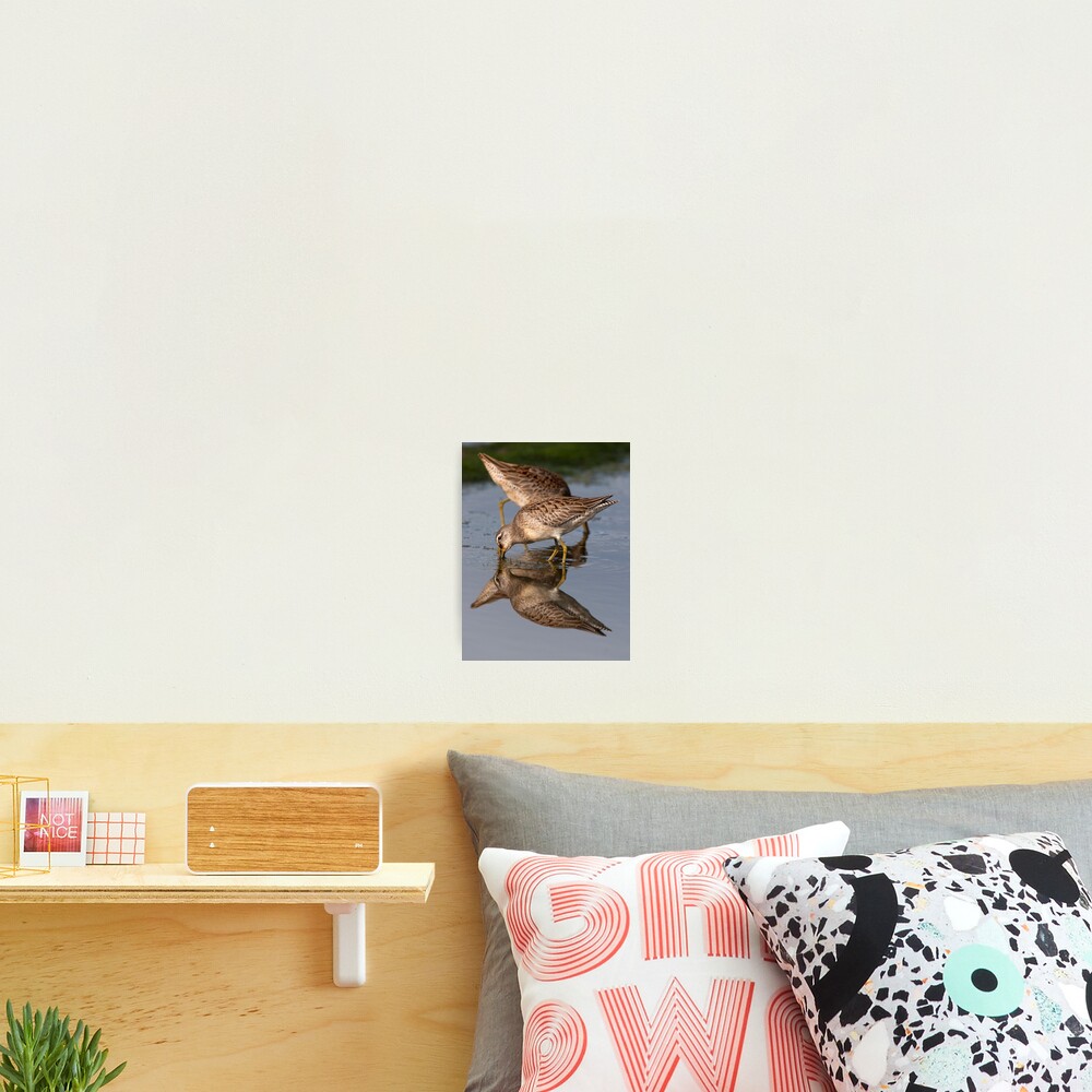 Dowitcher Reflections Photographic Print