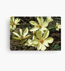 Japanese Magnolia Blossoms Canvas Print
