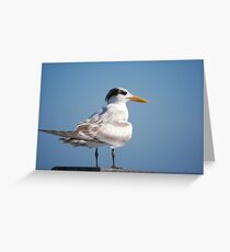 Royal Tern on pier Greeting Card