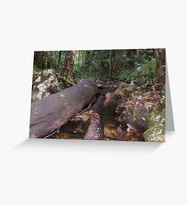 Boundary Creek Falls, Washpool National Park. Greeting Card