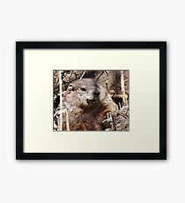 Woodchuck Framed Print