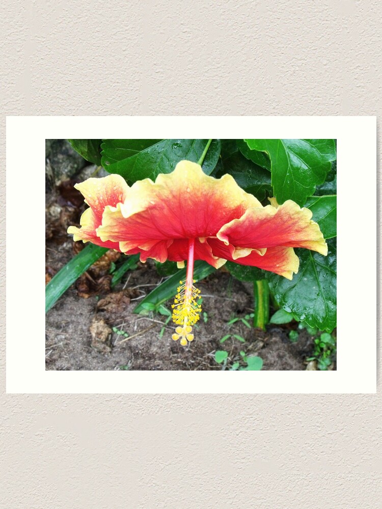 Alternate view of Hibiscus Beauty Art Print
