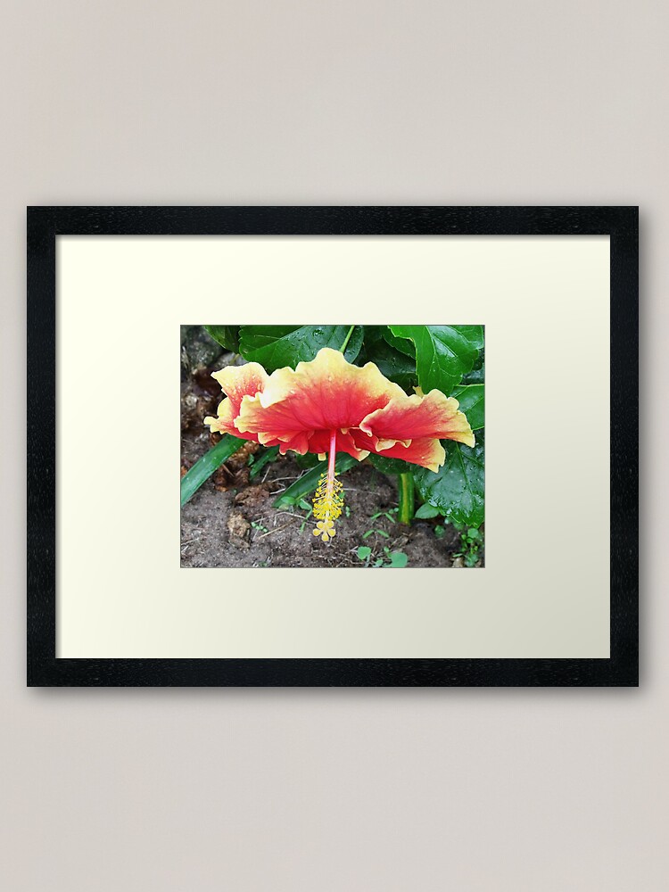Alternate view of Hibiscus Beauty Framed Art Print