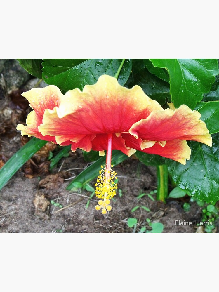 Hibiscus Beauty by feedback