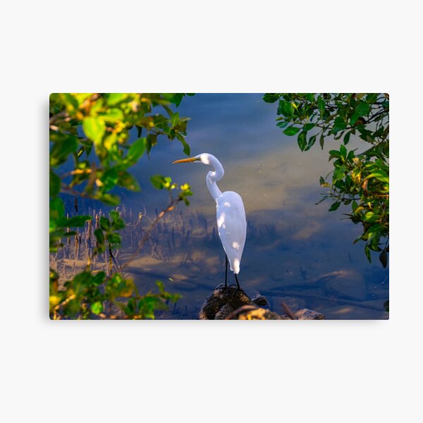 On the shore of Cabbage Tree Creek Canvas Print
