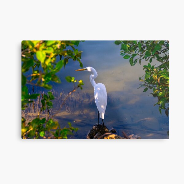 On the shore of Cabbage Tree Creek Metal Print