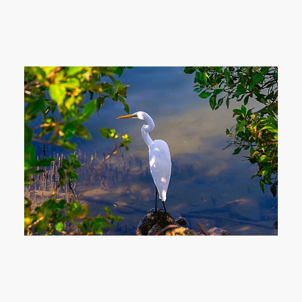 On the shore of Cabbage Tree Creek Photographic Print
