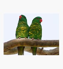 Little Visitors! Photographic Print