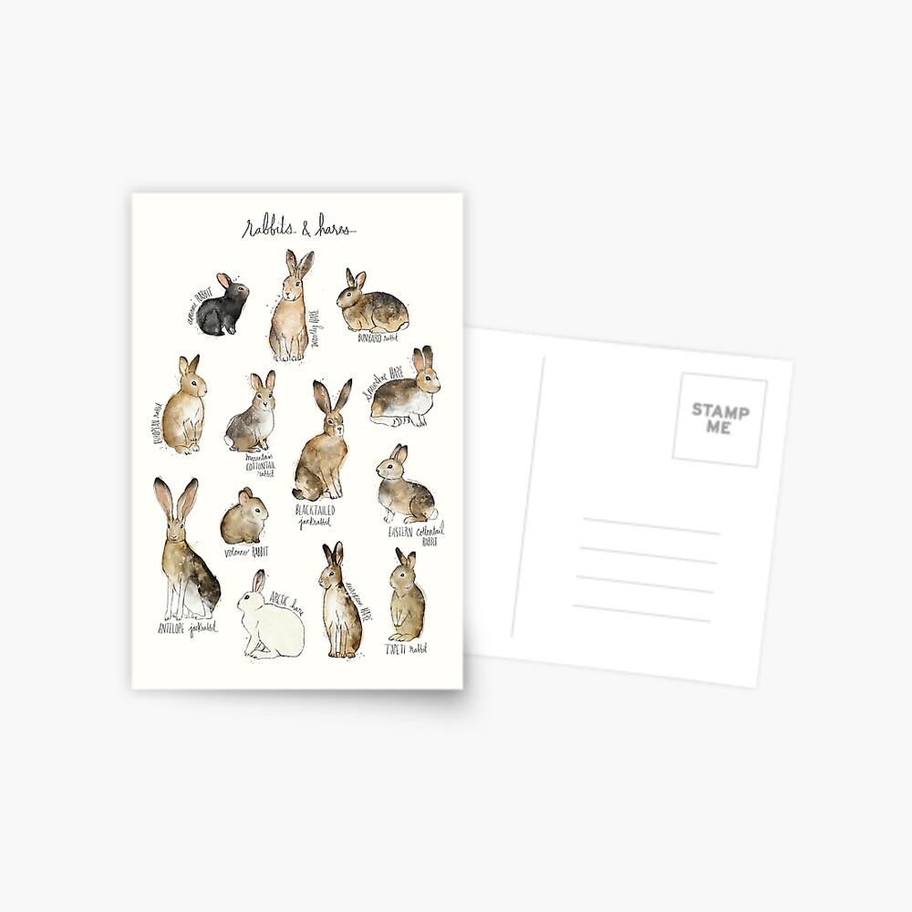 Rabbits & Hares Postcard