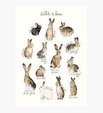 Rabbits & Hares Photographic Print