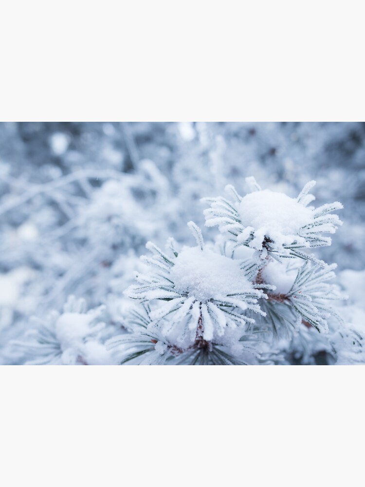 Hoarfrost on conifer tree needles by Juhku